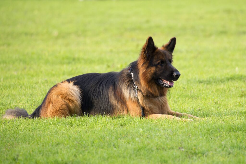 German Shepherd in a clearing